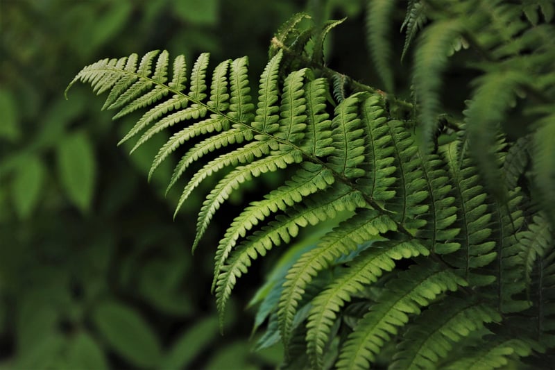 Nature Collages