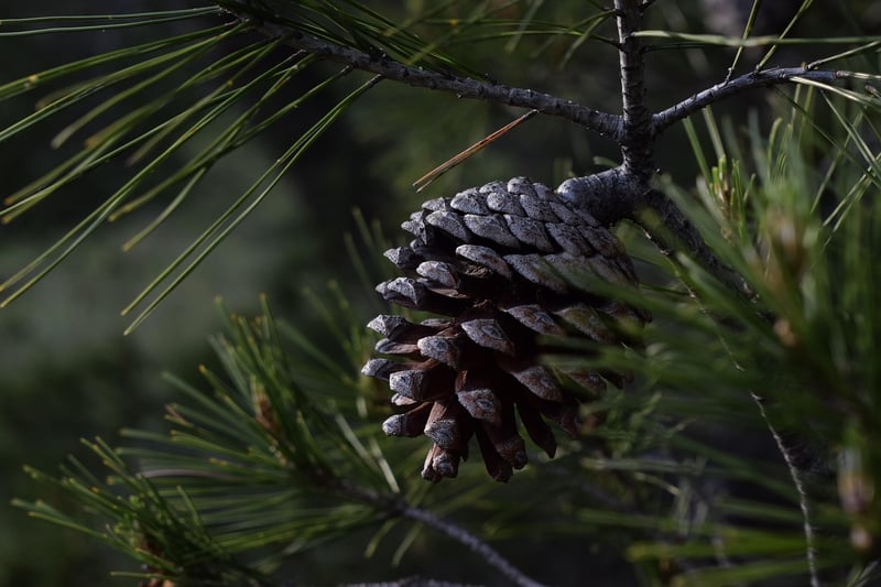 Nature crafts